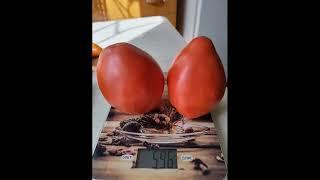 Высокоурожайный, вкусный и сладкий сорт томата Катюшино сердце от Татьяны Золотарёвой 2023 г.!!!